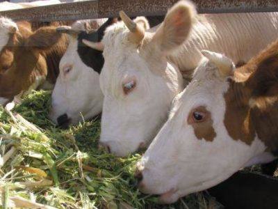 Молокогонные корма для коров - фото