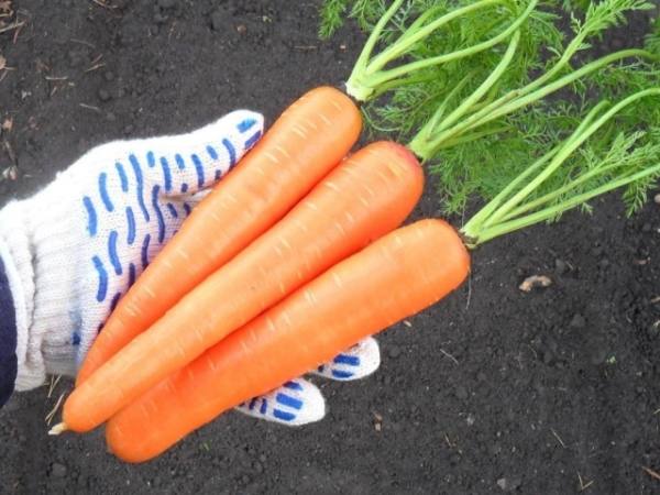 Описание и характеристики сорта моркови королева осени - фото