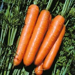 Морковь Лосиноостровская 13: описание сорта, особенности выращивания - фото