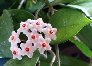Красивый цветок хоя: можно ли держать его дома с фото