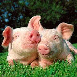 Породы домашних свиней: описание мясных разновидностей с фото - фото
