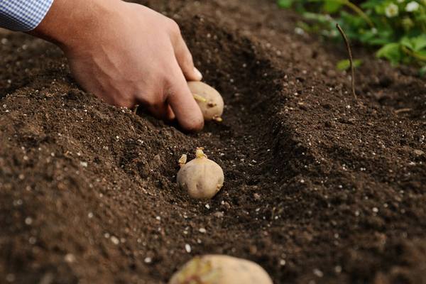 Как определиться с глубиной посадки картофеля - фото