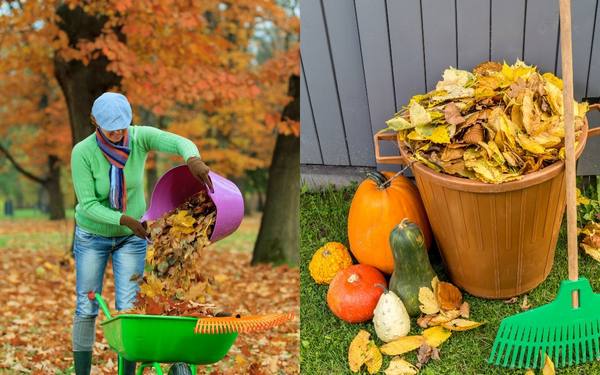 Нужно ли убирать из сада опавшие осенью листья? - фото