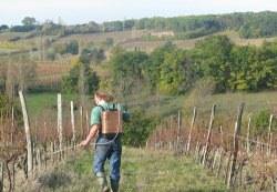 Обработка винограда весной от болезней и вредителей: основные мероприятия и эффективные средства с фото