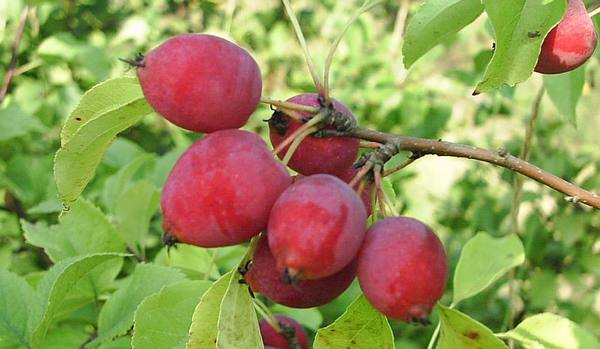 Описание и виды яблонь Китайка - фото
