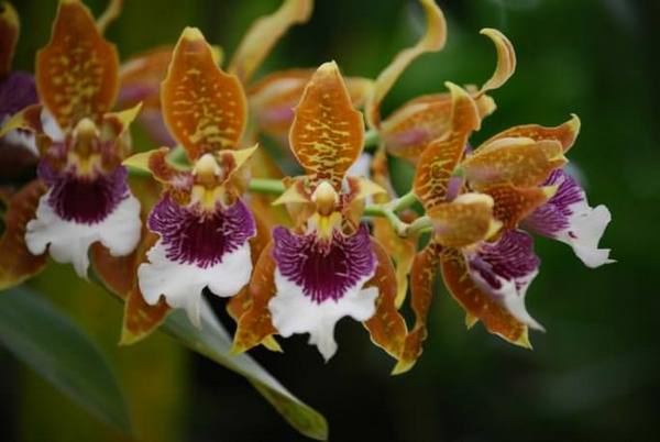 Создаем благоприятные условия для выращивания орхидеи «Камбрия» - фото