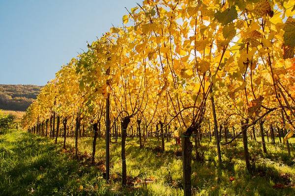 Зачем опрыскивать виноград осенью - фото