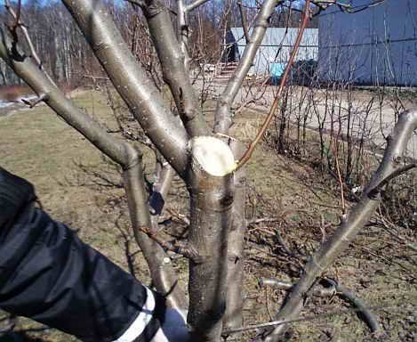 Основные ошибки при обрезке деревьев - фото