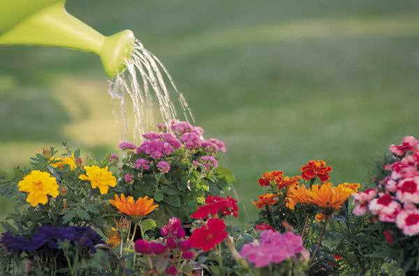 Основные правила полива растений на участке - фото