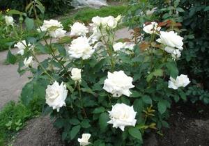 Чайно-гибридные розы: лучшие сорта, фото, описание - фото