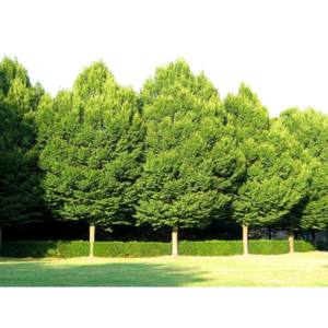 Дерево граб: описание, выращивание и фото - фото