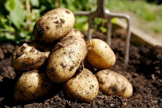 Особенности выращивания тулеевского картофеля - фото