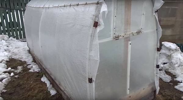 Выращиваем огурцы в холодном климате в парниках - фото