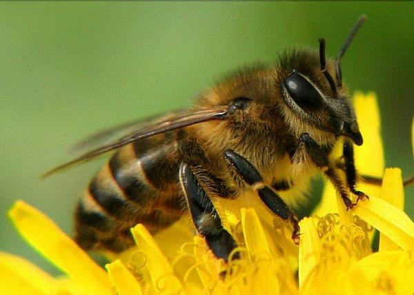 Пчелы-опылители увеличат урожай - фото