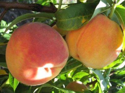 Персик Редхейвен  райский плод с фото