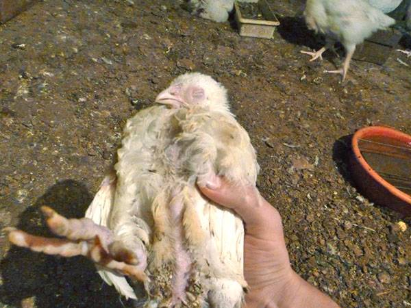 Если выяснить почему дохнут цыплята бройлеры, можно спасти поголовье птицы с фото
