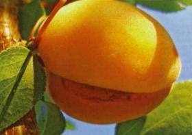 Почему кожура абрикоса и персика трескается - фото