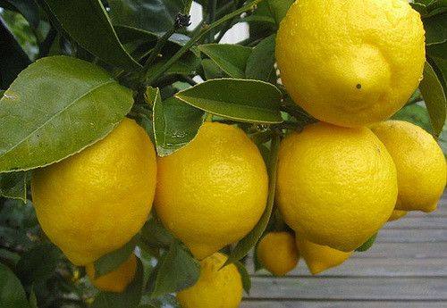 Почему лимон не плодоносит в домашних условиях - фото
