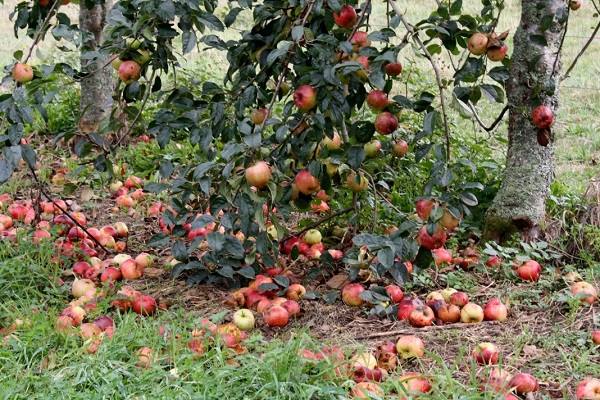 Почему яблоки опадают раньше времени и что с ними делать? с фото