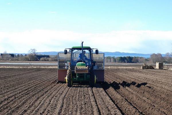 Предпосевная обработка почвы под посадку картофеля - фото