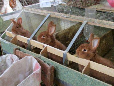 Правильное оборудование крольчатника: клетки, поилки, кормушки - фото