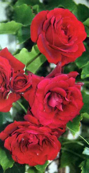 Покупка и посадка розы, вопросы - ответы - фото