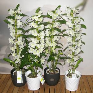 Виды орхидеи Дендробиум: фото, названия и особенности ухода - фото