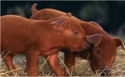 Характеристики свиней породы Дюрок и особенности их разведения с фото