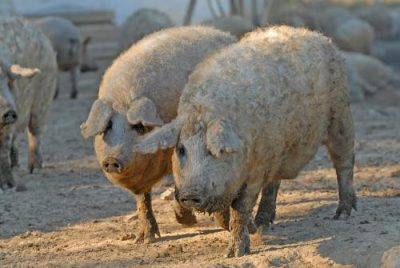 Описание свиней породы Мангал и правила их выращивания с фото