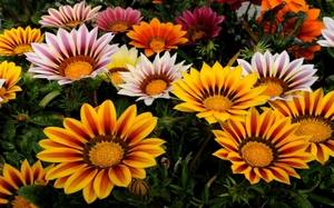 Выращивание цветка гацания: сорта, фото - фото