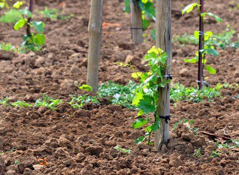 Особенности выращивания винограда весной: метод посадки черенков в грунт с фото