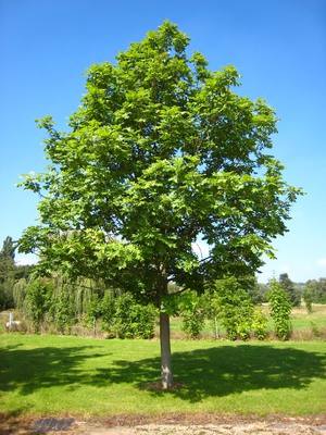 Ясень: описание, фото дерева и листьев с фото