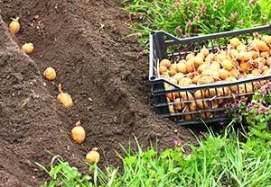 Поздние сроки посадки картофеля: как получить полноценный урожай - фото