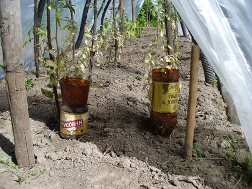 Применение пластиковых бутылок для полива в огороде - фото