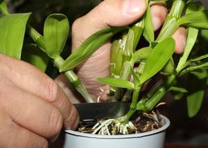 Уход и размножение орхидей в домашних условиях, фото цветов с фото
