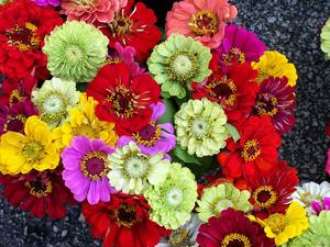 Выращивание циний: сорта и фото цветов с фото
