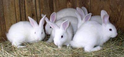 Кролиководство как вариант рентабельного агробизнеса - фото