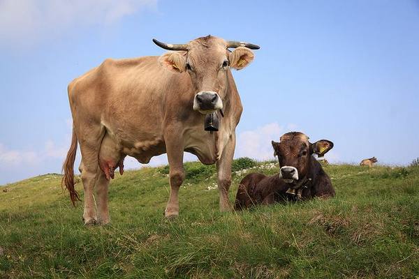 Животноводство как бизнес: разведение бычков и коров - фото