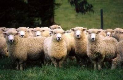 Основы овцеводства: краткое описание процесса - фото