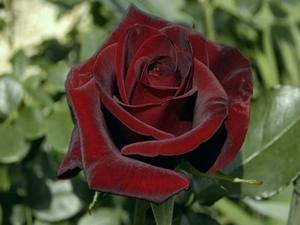 Роза чайно-гибридная черная магия (блэк мэджик) и её виды с фото