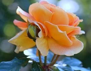 Роза чайная  ароматная красавица в саду и в доме с фото