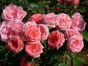 Фото розы флорибунда кимоно и отзывы цветоводов - фото