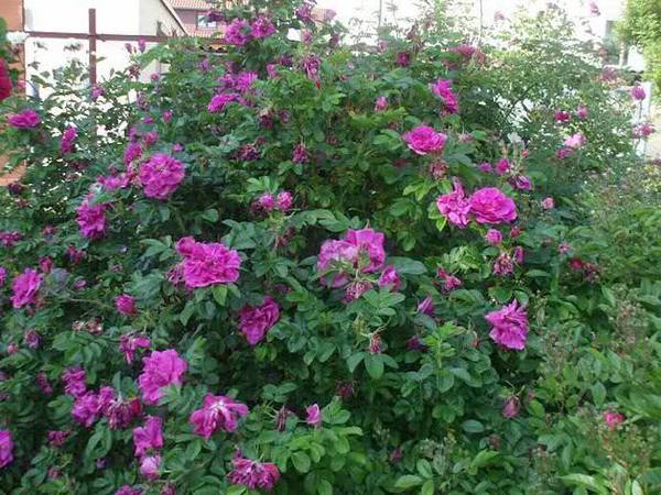 Сортовые особенности и правила посадки морщинистой розы с фото