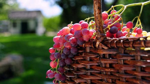 Особенность виноградных сортов розового цвета - фото