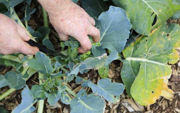 Секреты выращивания капусты брокколи в средней полосе - фото