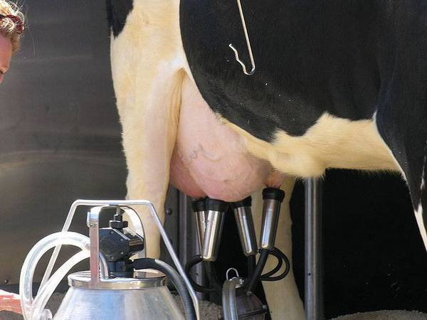 Обилие молока у коровы и сколько она дает с фото