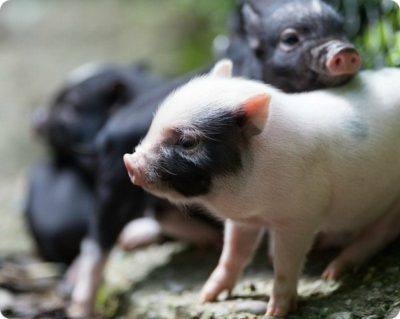 Продолжительность жизни свиней, какие факторы влияют на это? с фото