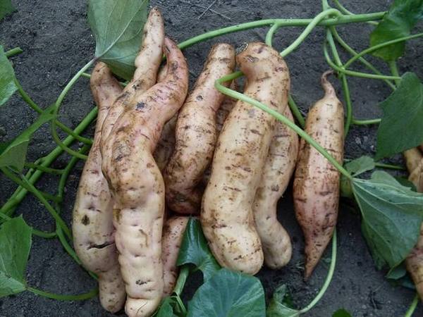 Сладкий картофель (батат): польза и правила выращивания - фото