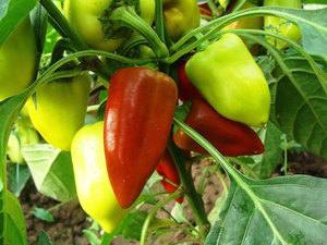Сладкий перец Винни-Пух: способы выращивания, отзывы, фото - фото