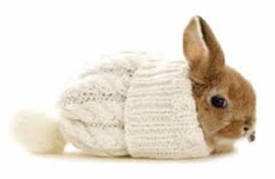 Правильное содержание кроликов зимой: выбор места, кормление и поддержание  ... - фото